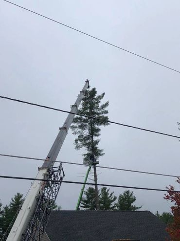 Crane and nifty removing tree 