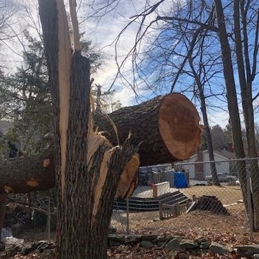 Large tree broken at the stump being assessed by a certified arborist