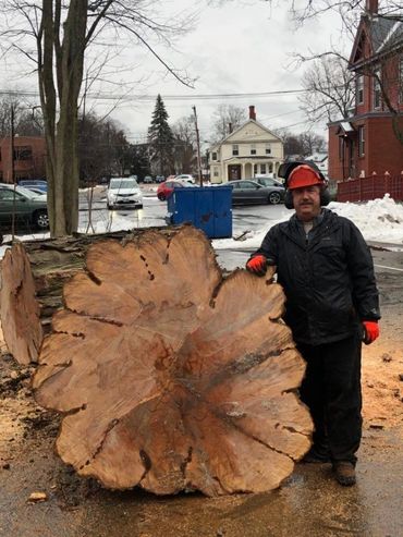 Kevin Fredette with large tree removed in Nashua, New Hampshire