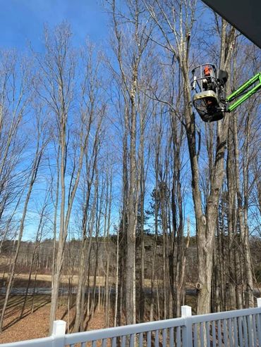 New Hampshire tree removal