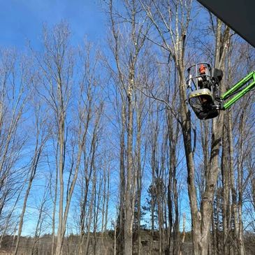 Nifty lift performing tree services
