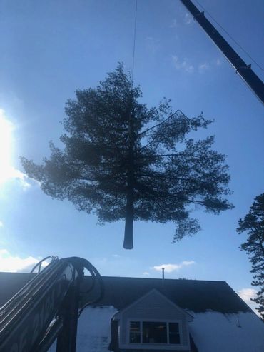 Large tree removal
