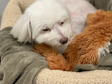 White copies sit on the Sofa