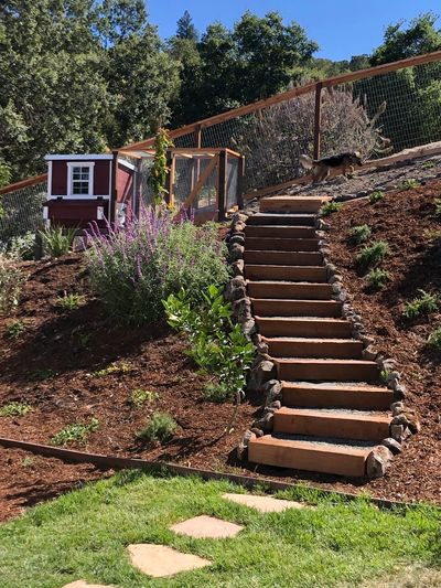Outdoor stairs and pavers lined with fruit trees to a chicken coup in Walnut Creek, CA