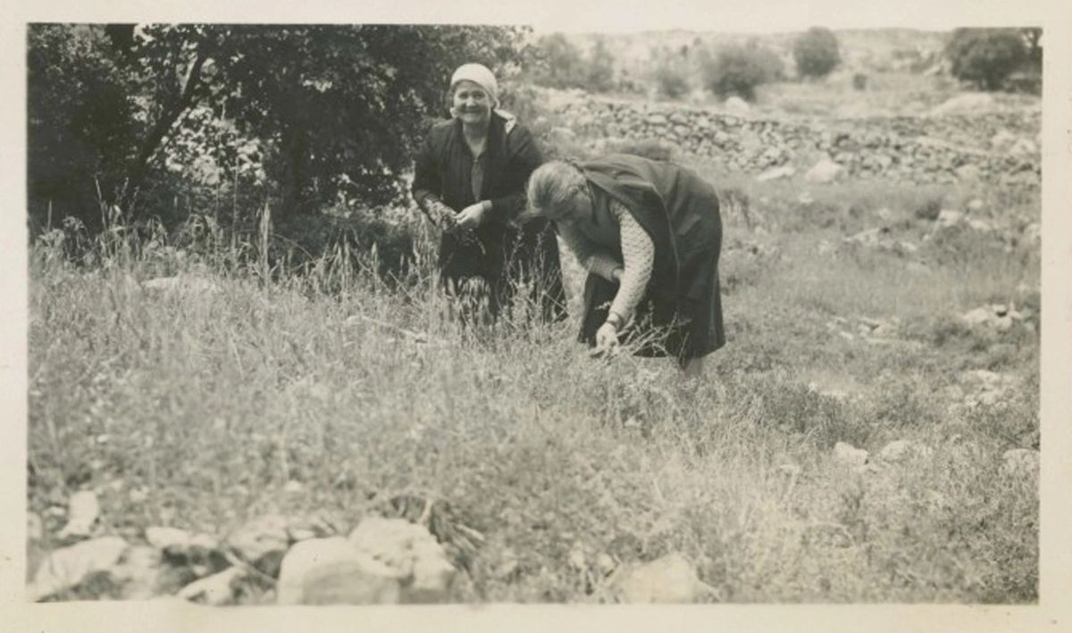 This photograph shows two women picking wild herbs from Mount Cremisan in Jerusalem.