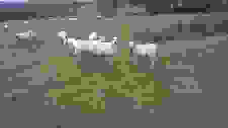 image872