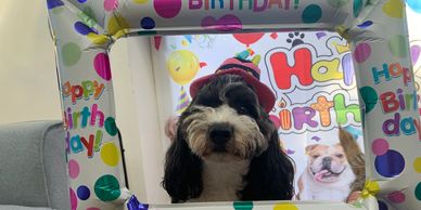 Birthday are always pawsome at Our Pad