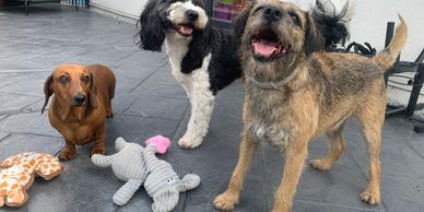 playing with the gang