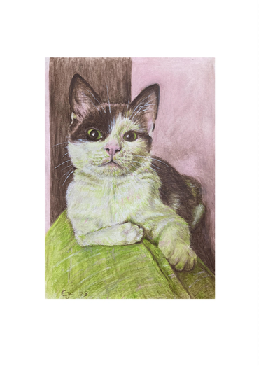 Brown and white kitten
Print of my water-soluble pencil drawing