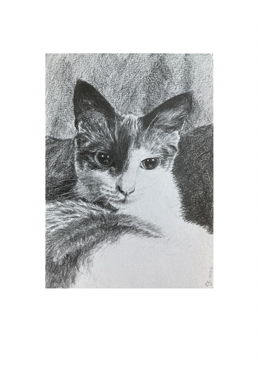 Black and white kitten
Print of my pencil drawing