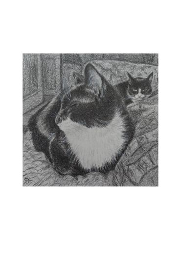 Two Tuxedo Cats
Print of my pencil drawing