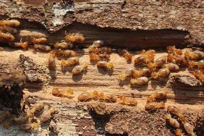 A close-up of termites on wood, actively moving and working, and pic was taken during termite inspection