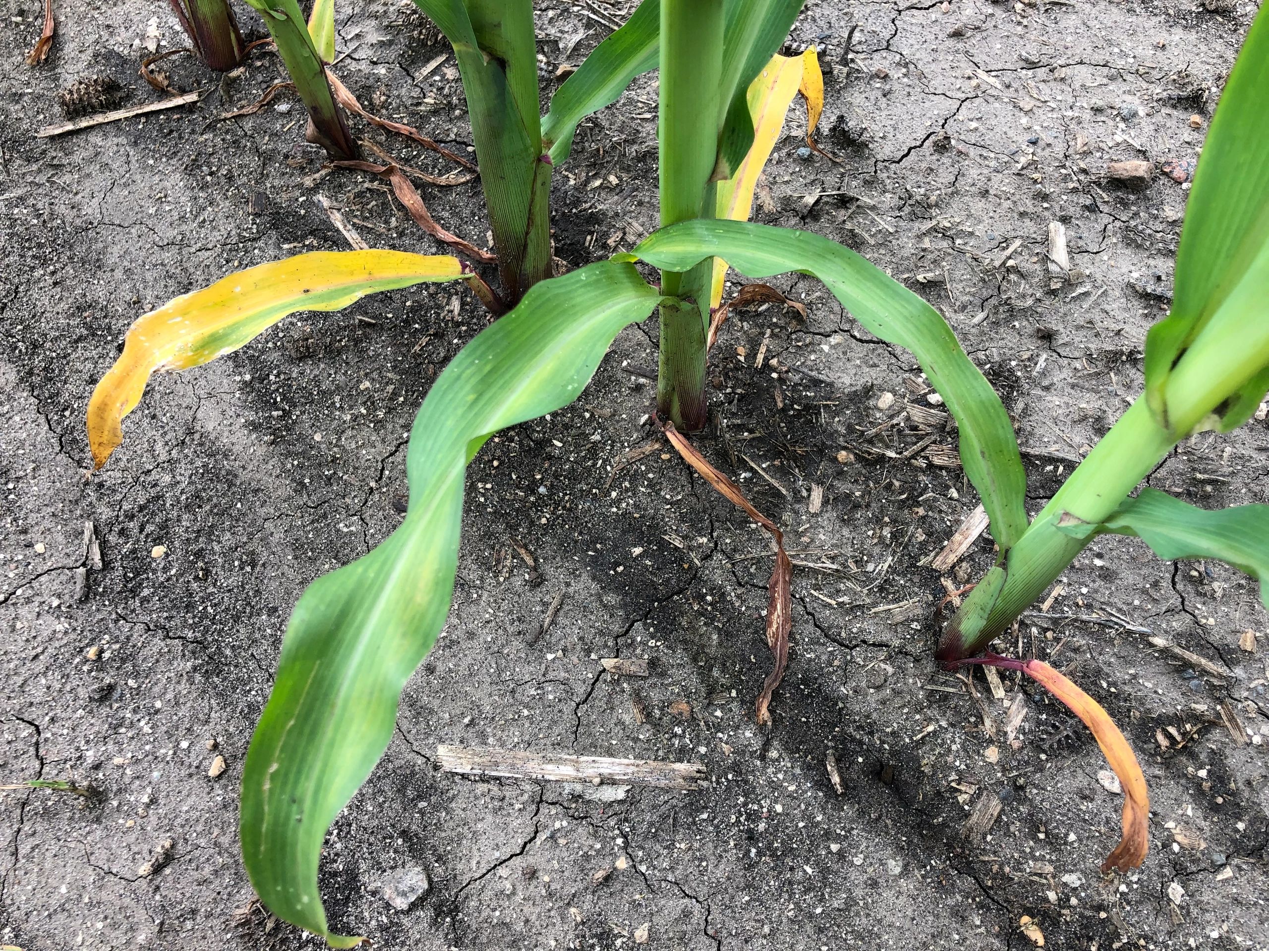 We are the best late season y-drop because of how close we stay to the plant