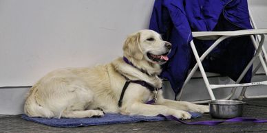 Halifax dog trainer, Halifax Dog Training