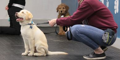 Halifax Dog Training, Halifax Dog Trainers
