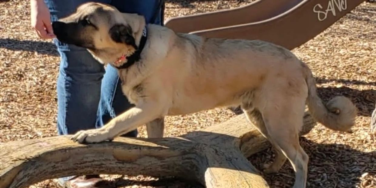 Dog smelling a person's hand outdoors.