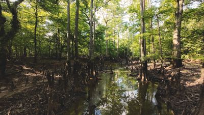 Swamp