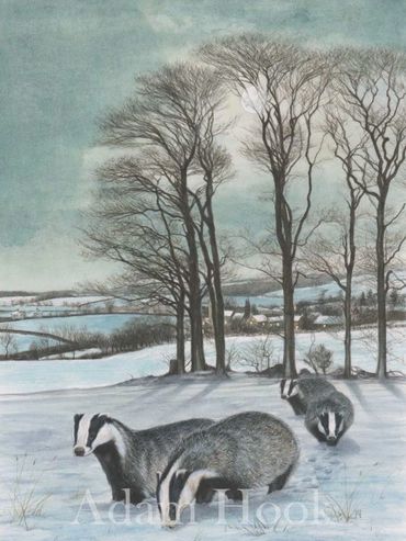 Badgers in winter setting, Adam Hook artist and illustrator