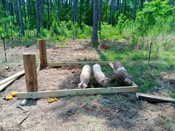 Three pigs investigating a wooden box frame that will eventually bec.