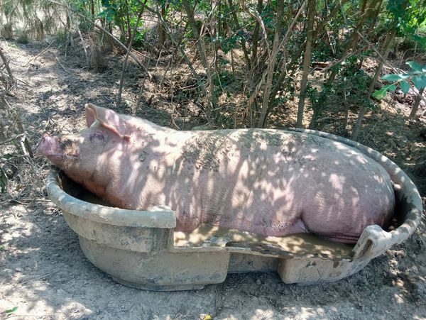 Pig luxuriating in a mud bath