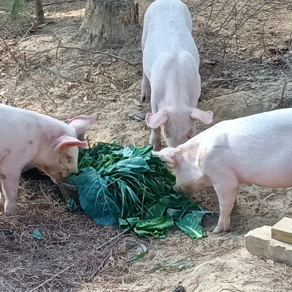 Piggies eating collards, Romaine, and kale lettuces.