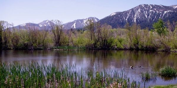 Ponds, ducks, trees mountains. Get away to it all at this premier, family-friendly Mammoth Lakes vacation rental.