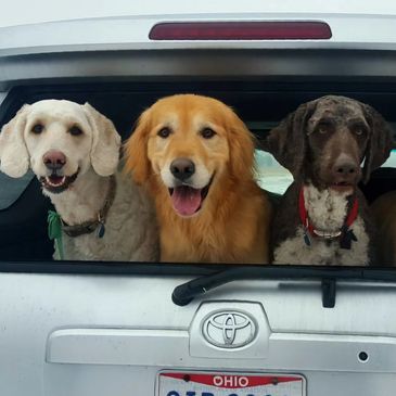 Three happy dogs looking out from a car trunk in Ohio.