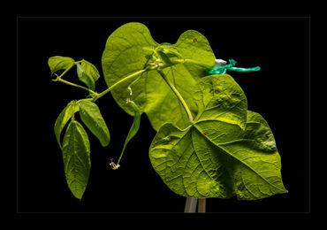 ©Christopher Cuthbertson