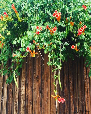 © Kimberly Sakamoto