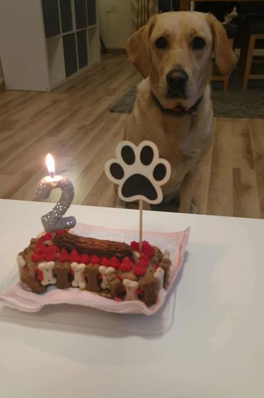 A dog celebrating its 2nd birthday with a bone-shaped cake and candle.
