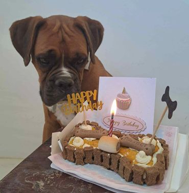 A dog curiously looks at a birthday cake decorated with dog treats and a candle.