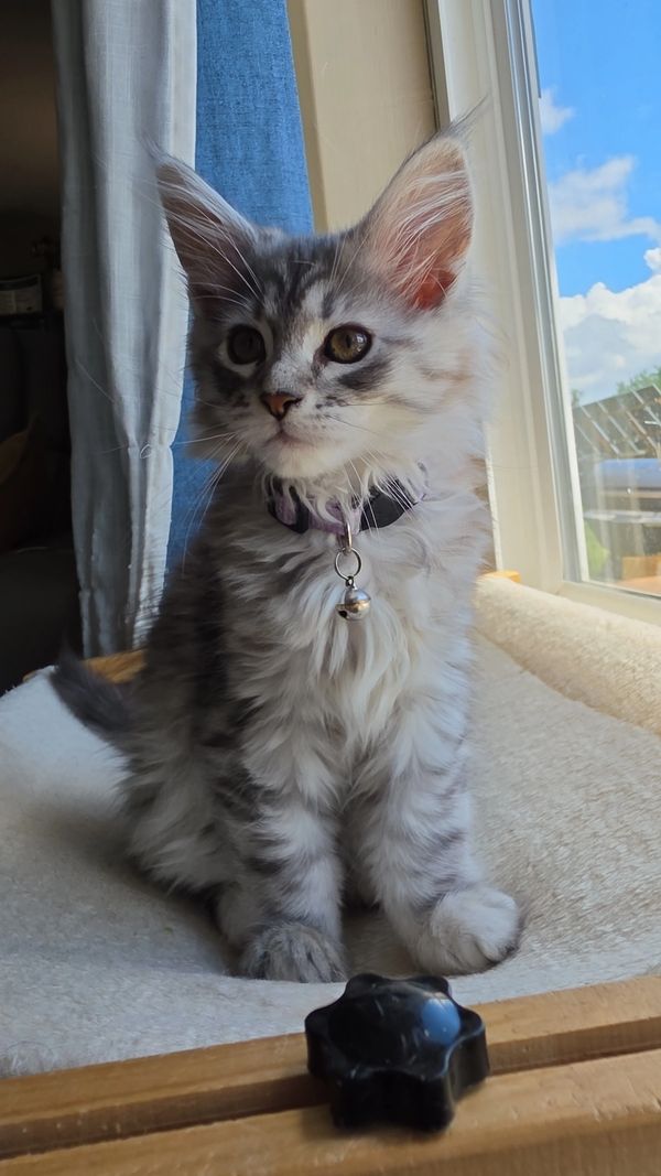 Fluffy gray kitten with a bell collar sitting by a sunny window.