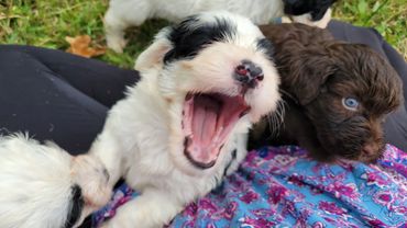 portuguese water dog puppy for sale Murfreesboro TN breeder Willow Creek Farm