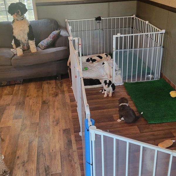 Autumn Branch Farm Portuguese Water Dogs breeder puppies for sale doodle