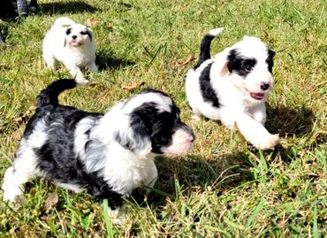 portuguese water dog puppy for sale Murfreesboro TN breeder Willow Creek Farm