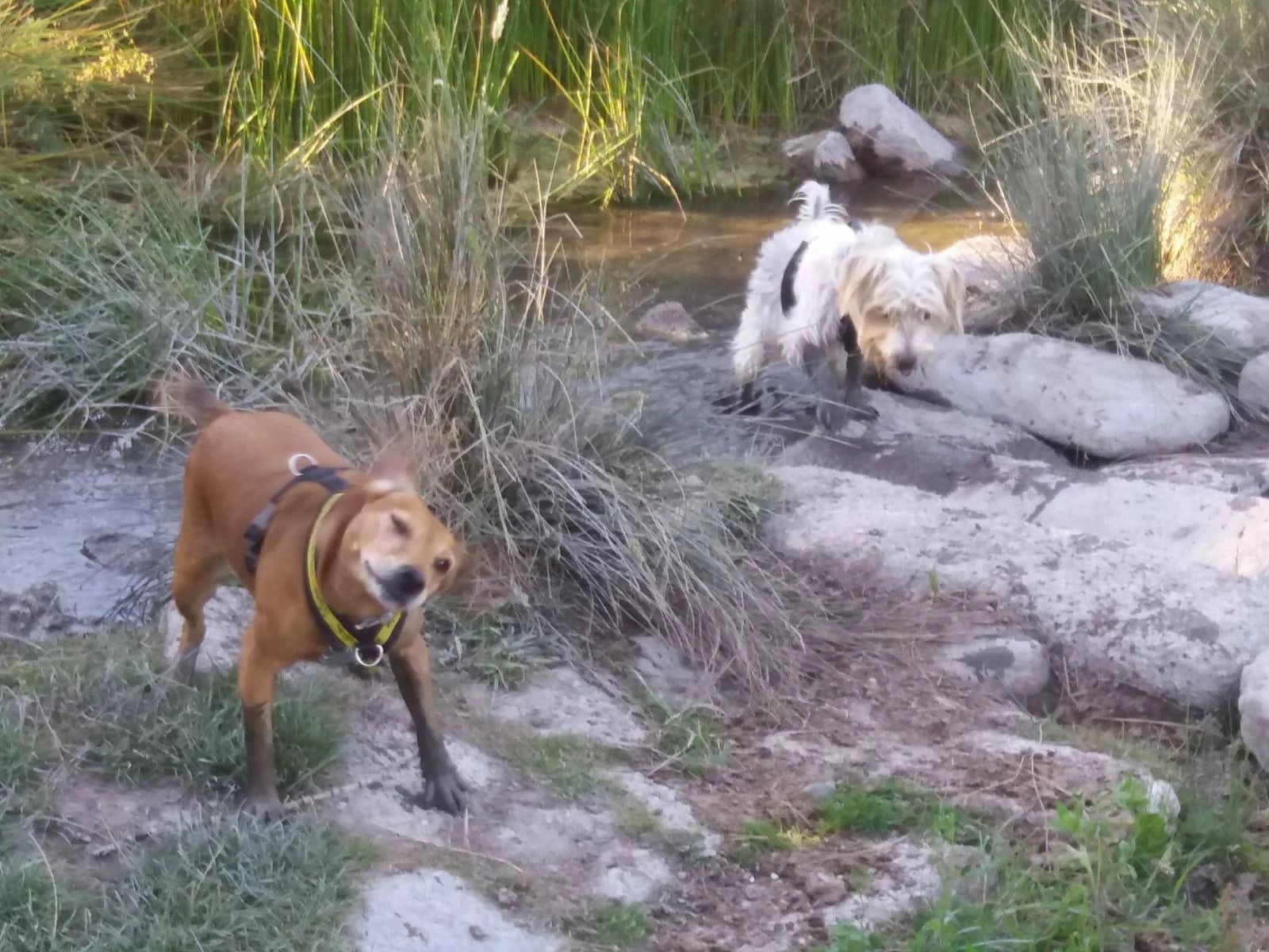 Walkies with Dean Dog Walker Folkestone, England