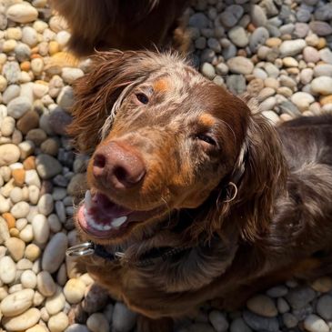 Happy brown dog sitting on pebbles in sunlight.
