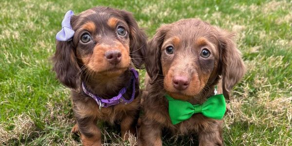 Two adorable dachshund puppies wearing a bow and bowtie outdoors.