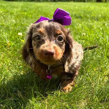 Cute puppy with a purple bow sitting on grass.