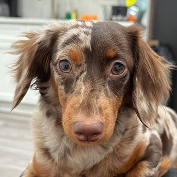 Close-up of a brown and tan long-haired dog with expressive eyes indoors.