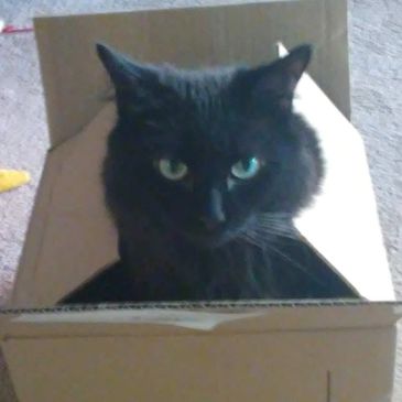 My Cat Dickens In Amazon Box
