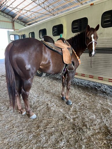 Saddled brown horse standing in a barn beside a trailer.