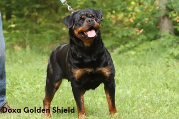 Doxa Golden Shield - Current Breeding Female
Freyja Von Jagielo - up coming Breeder 2024
Zar Delle A
