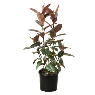 Ficus Ruby 25