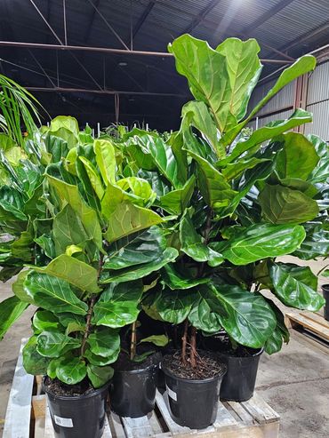 Ficus Lyrata