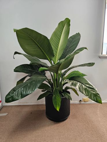 Spathiphyllum Senastion