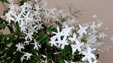 Jamine polyanthum