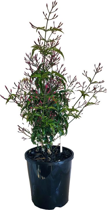 Jasmin polyanthum