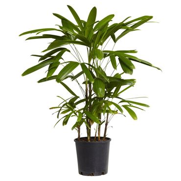 Rhapis Palm