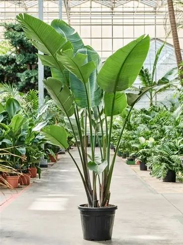 Strelitzia nicolai